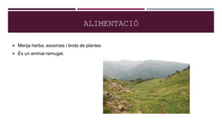 ALIMENTACIÓ
 Menja herba, escorces i brots de plantes
 És un animal remugat.
 