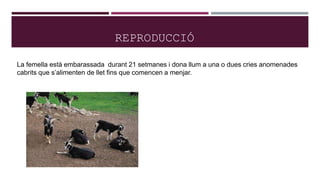 REPRODUCCIÓ
La femella està embarassada durant 21 setmanes i dona llum a una o dues cries anomenades
cabrits que s’alimenten de llet fins que comencen a menjar.
 
