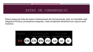 ESTAT DE CONSERVACIÓ
Estava estesa per totes les àrees muntanyenques del nord peninsular, però, en l'actualitat, està
relegada al Pirineus, principalment aragonès, i està considerada oficialment com raça en perill
d’extinció.
 