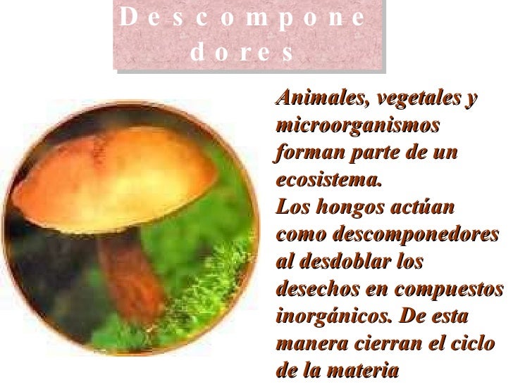 La Cadena Alimentaria