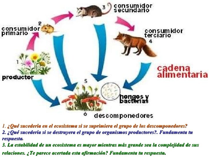 importancia de las cadenas alimenticias y redes troficas la cadena alimentaria importancia de las cadenas alimenticias y redes troficas la cadena alimentaria