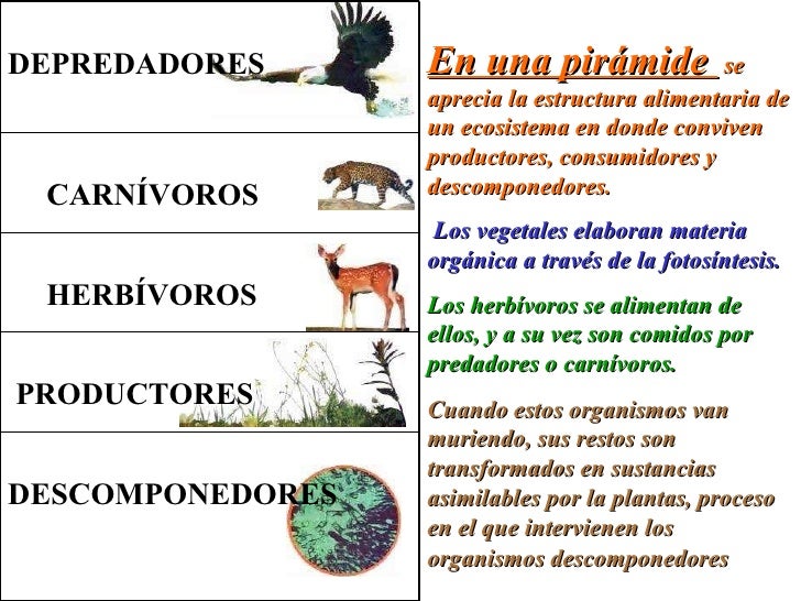 La Cadena Alimentaria