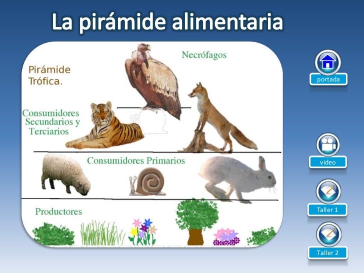 La cadena alimentaria
