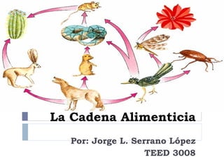 La Cadena Alimenticia Por: Jorge L. Serrano López TEED 3008 