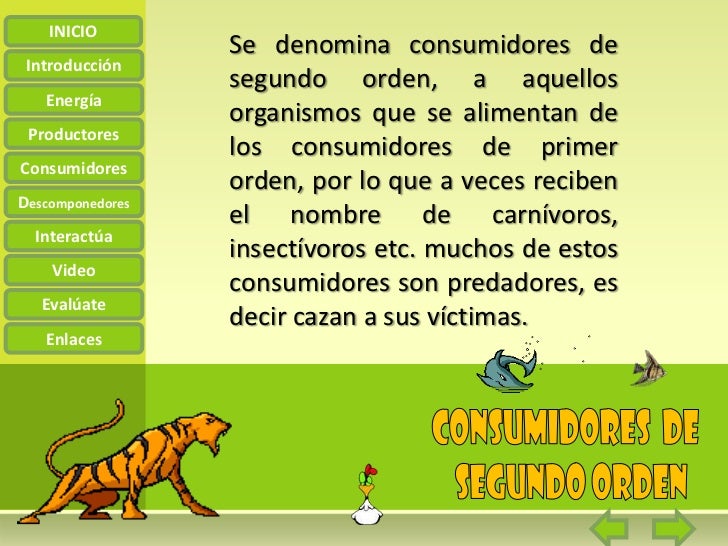 cadena alimenticia que son los consumidores la cadena alimenticia cadena alimenticia que son los consumidores la cadena alimenticia