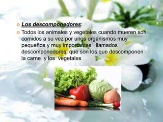 Los descomponedores:
 Todos los animales y vegetales cuando mueren son
comidos a su vez por unos organismos muy
pequeños y muy importantes llamados
descomponedores, que son los que descomponen
la carne y los vegetales


 