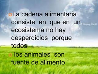 La

cadena alimentaria
consiste en que en un
ecosistema no hay
desperdicios porque
todos
 los animales son
fuente de alimento

 