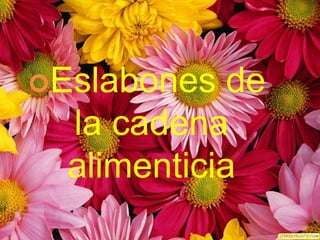 Eslabones

de
la cadena
alimenticia

 