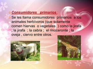  Consumidores

primarios :
 Se les llama consumidores primarios a los
animales herbívoros (que solamente
comen hiervas o vegetales ) como la jirafa
; la jirafa ; la cebra ; el rinoceronte ; la
oveja , ciervo entre otros.

 