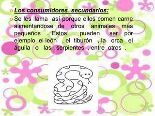  Los

consumidores secundarios:
 Se les llama así porque ellos comen carne
alimentandose de otros animales mas
pequeños . Estos
pueden
ser por
ejemplo el león , el tiburón , la orca el
águila o las serpientes , entre otros .

 