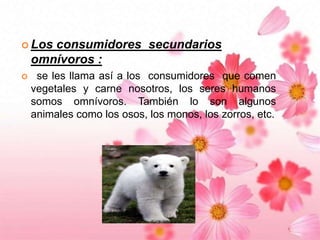  Los

consumidores secundarios
omnívoros :



se les llama así a los consumidores que comen
vegetales y carne nosotros, los seres humanos
somos omnívoros. También lo son algunos
animales como los osos, los monos, los zorros, etc.

 