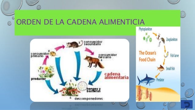 juego cadena alimentaria online juego acerca de la cadena alimenticia juego cadena alimentaria online juego acerca de la cadena alimenticia