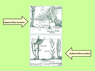 Cadena trófica terrestre Cadena trófica acuática 