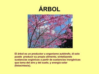 ÁRBOL El árbol es un productor u organismo autótrofo, él solo puede  producir su propio alimento, sintetizando sustancias orgánicas a partir de sustancias inorgánicas que toma del aire y del suelo, y energía solar (fotosíntesis).   