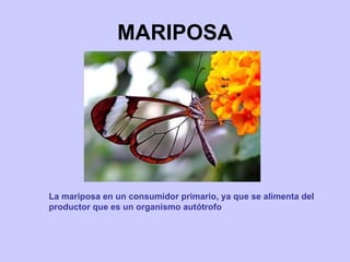 MARIPOSA La mariposa en un consumidor primario, ya que se alimenta del productor que es un organismo autótrofo 
