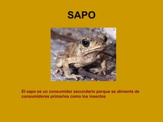 SAPO El sapo es un consumidor secundario porque se alimenta de consumidores primarios como los insectos 