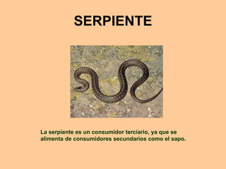 SERPIENTE La serpiente es un consumidor terciario, ya que se alimenta de consumidores secundarios como el sapo. 