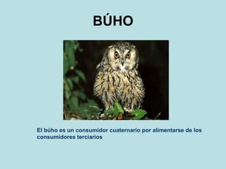 BÚHO El búho es un consumidor cuaternario por alimentarse de los consumidores terciarios 