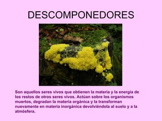 DESCOMPONEDORES Son aquellos seres vivos que obtienen la materia y la energía de los restos de otros seres vivos. Actúan sobre los organismos muertos, degradan la materia orgánica y la transforman nuevamente en materia inorgánica devolviéndola al suelo y a la atmósfera. 