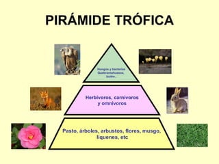 PIRÁMIDE TRÓFICA Hongos y bacterias Quebrantahuesos,  buitre.. Herbívoros, carnívoros y omnívoros Pasto, árboles, arbustos, flores, musgo, líquenes, etc 
