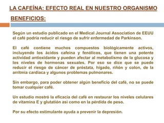 LA CAFEÍNA: EFECTO REAL EN NUESTRO ORGANISMO
BENEFICIOS:
Según un estudio publicado en el Medical Journal Association de EEUU
el café podría reducir el riesgo de sufrir enfermedad de Parkinson.
El café contiene muchos compuestos biológicamente activos,
incluyendo los ácidos cafeína y fenólicos, que tienen una potente
actividad antioxidante y pueden afectar al metabolismo de la glucosa y
los niveles de hormonas sexuales. Por eso se dice que se puede
reducir el riesgo de cáncer de próstata, hígado, riñón y colon, de la
arritmia cardiaca y algunos problemas pulmonares.
Sin embargo, para poder obtener algún beneficio del café, no se puede
tomar cualquier café.
Un estudio mostró la eficacia del café en restaurar los niveles celulares
de vitamina E y glutatión así como en la pérdida de peso.
Por su efecto estimulante ayuda a prevenir la depresión.
 