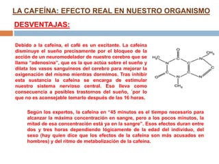 LA CAFEÍNA: EFECTO REAL EN NUESTRO ORGANISMO
DESVENTAJAS:
Debido a la cafeína, el café es un excitante. La cafeína
disminuye el sueño precisamente por el bloqueo de la
acción de un neuromodelador de nuestro cerebro que se
llama “adenosina”, que es la que actúa sobre el sueño y
dilata los vasos sanguíneos del cerebro para mejorar la
oxigenación del mismo mientras dormimos. Tras inhibir
esta sustancia la cafeína se encarga de estimular
nuestro sistema nervioso central. Eso lleva como
consecuencia a posibles trastornos del sueño, ´por lo
que no es aconsejable tomarlo después de las 16 horas.
Según los expertos, la cafeína en “45 minutos es el tiempo necesario para
alcanzar la máxima concentración en sangre, pero a los pocos minutos, la
mitad de esa concentración está ya en la sangre”. Esos efectos duran entre
dos y tres horas dependiendo lógicamente de la edad del individuo, del
sexo (hay quien dice que los efectos de la cafeína son más acusados en
hombres) y del ritmo de metabolización de la cafeína.
 