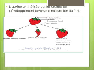  L’auxine synthétisée par les graines en
développement favorise la maturation du fruit.
 