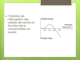  Variation de
l’élongation des
cellules de racine en
fonction de la
concentration en
auxine
 