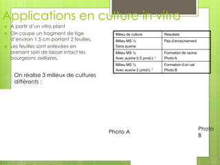 Applications en culture in vitro
 A partir d’un vitro plant
 On coupe un fragment de tige
d’environ 1,5 cm portant 2 feuilles.
 Les feuilles sont enlevées en
prenant soin de laisser intact les
bourgeons axillaires.
On réalise 3 milieux de cultures
différents :
Milieu de culture Résultats
Milieu MS ½
Sans auxine
Pas d’enracinement
Milieu MS ½
Avec auxine 0,5 μmol.L-1
Formation de racine
Photo A
Milieu MS ½
Avec auxine 2 μmol.L-1
Formation d’un cal
Photo B
Photo A
Photo
B
 