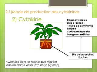 2) Cytokine
Synthèse dans les racines puis migrent
dans la plante via la sève brute (xylème)
2.1)Mode de production des cytokinines
Site de production:
Racines
Transport vers les
sites d ’action :
- levée de dominance
apicale
- débourrement des
bourgeons axillaires
 