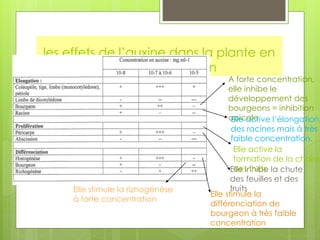 les effets de l’auxine dans la plante en
fonction de sa concentration
Elle stimule la rizhogénèse
à forte concentration
Elle stimule la
différenciation de
bourgeon à très faible
concentration
A forte concentration,
elle inhibe le
développement des
bourgeons = inhibition
apicale.
Elle inhibe la chute
des feuilles et des
fruits
Elle active la
formation de la chaire
des fruits
Elle active l’élongation
des racines mais à très
faible concentration.
 