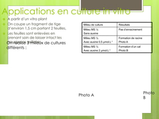 Applications en culture in vitro
 A partir d’un vitro plant
 On coupe un fragment de tige
d’environ 1,5 cm portant 2 feuilles.
 Les feuilles sont enlevées en
prenant soin de laisser intact les
bourgeons axillaires.On réalise 3 milieux de cultures
différents :
Milieu de culture Résultats
Milieu MS ½
Sans auxine
Pas d’enracinement
Milieu MS ½
Avec auxine 0,5 μmol.L-1
Formation de racine
Photo A
Milieu MS ½
Avec auxine 2 μmol.L-1
Formation d’un cal
Photo B
Photo A
Photo
B
 