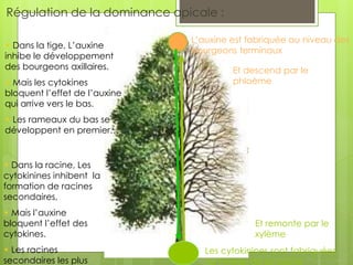 Régulation de la dominance apicale :
L’auxine est fabriquée au niveau des
bourgeons terminaux
Les cytokinines sont fabriquées
au niveau de la racine
• Dans la tige, L’auxine
inhibe le développement
des bourgeons axillaires.
• Mais les cytokines
bloquent l’effet de l’auxine
qui arrive vers le bas.
• Les rameaux du bas se
développent en premier…
Et descend par le
phloème
Et remonte par le
xylème
• Dans la racine, Les
cytokinines inhibent la
formation de racines
secondaires,
• Mais l’auxine
bloquent l’effet des
cytokines.
• Les racines
secondaires les plus
 