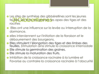 3)Gibberllienes
 Les sites de synthèse des gibbérellines sont les jeunes
feuilles, les fruits, les graines, les apex des tiges et des
racines
 Elles ont une influence sur la levée ou interruption de la
dormance.
 elles interviennent sur l'initiation de la floraison et le
débourrement des bourgeons.
 Elles stimulent l’élongation des tiges et des limbes des
feuilles. Stimulation ainsi stimule la croissance internodale
 Elle stimule la germination des graines.
 Elle stimule la maturation des fruits.
 Inhibition de la croissance racinaire à la lumière et
Favorise au contraire la croissance racinaire à l’obscurité
 