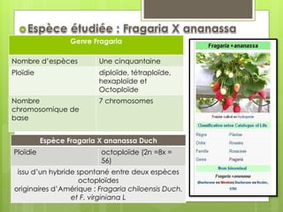 Genre Fragaria
Nombre d’espèces Une cinquantaine
Ploïdie diploïde, tétraploïde,
hexaploïde et
Octoploïde
Nombre
chromosomique de
base
7 chromosomes
Espèce Fragaria X ananassa Duch
Ploïdie octoploïde (2n =8x =
56)
issu d’un hybride spontané entre deux espèces
octoploïdes
originaires d’Amérique : Fragaria chiloensis Duch.
et F. virginiana L
 