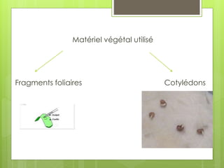 Matériel végétal utilisé
Fragments foliaires Cotylédons
 