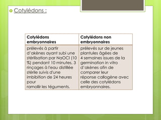  Cotylédons :
Cotylédons
embryonnaires
Cotylédons non
embryonnaires
prélevés à partir
d’akènes ayant subi une
stérilisation par NaOCl (10
%) pendant 10 minutes, 3
rinçages à l'eau distillée
stérile suivis d'une
imbibition de 24 heures
pour
ramollir les téguments.
prélevés sur de jeunes
plantules âgées de
4 semaines issues de la
germination in vitro
d’akènes afin de
comparer leur
réponse callogène avec
celle des cotylédons
embryonnaires.
 