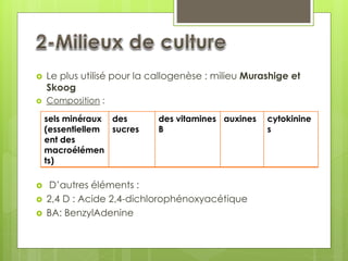  Le plus utilisé pour la callogenèse : milieu Murashige et
Skoog
 Composition :
 D’autres éléments :
 2,4 D : Acide 2,4-dichlorophénoxyacétique
 BA: BenzylAdenine
sels minéraux
(essentiellem
ent des
macroélémen
ts)
des
sucres
des vitamines
B
auxines cytokinine
s
 