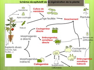 Meristème
Apex caulinaire
Nœud
Culture de
méristème
Enracinement
Plantules
Tige feuillée
Morphogenèse
indirecte
Callogenèse
ca
l
Suspensions
cellulaires
Caulogenèse
indirecte
Embryogenèse
somatique
indirecte
Morphogenès
e directe
Caulogenèse
directe
Embryogenèse
somatique
directe
Semences
artificielles
Schéma récapitulatif de la régénération de la plante
Explants divers
(racines, tige,
feuilles…)
 