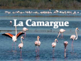 La Camargue
 