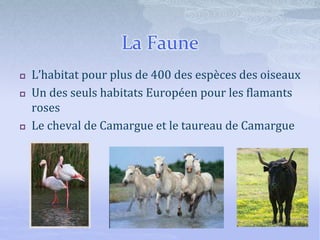 La Faune
 L’habitat pour plus de 400 des espèces des oiseaux
 Un des seuls habitats Européen pour les flamants
roses
 Le cheval de Camargue et le taureau de Camargue
 
