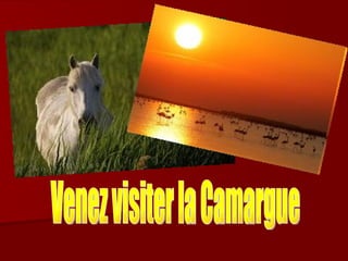 Venez visiter la Camargue 