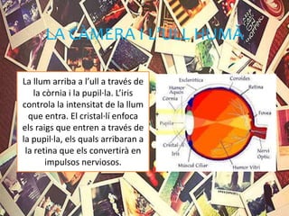 LA CÀMERA I L’ULL HUMÀ
La llum arriba a l’ull a través de
la còrnia i la pupil·la. L’iris
controla la intensitat de la llum
que entra. El cristal·lí enfoca
els raigs que entren a través de
la pupil·la, els quals arribaran a
la retina que els convertirà en
impulsos nerviosos.
 