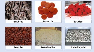 17
Seed lac
Stick lac
Bleached lac Aleuritic acid
Lac dye
Button lac
 