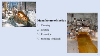 Manufacture of shellac
1. Cleaning
2. Grading
3. Extraction
4. Sheet lac formation
19
 