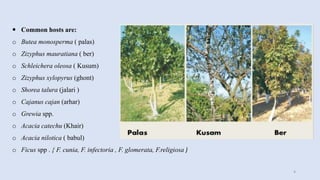 Common hosts are:
o Butea monosperma ( palas)
o Zizyphus mauratiana ( ber)
o Schleichera oleosa ( Kusum)
o Zizyphus xylopyrus (ghont)
o Shorea talura (jalari )
o Cajanus cajan (arhar)
o Grewia spp.
o Acacia catechu (Khair)
o Acacia nilotica ( babul)
o Ficus spp . { F. cunia, F. infectoria , F. glomerata, F.religiosa )
4
 