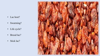 • Lac host?
• Swarming?
• Life cycle?
• Brood lac?
• Stick lac?
9
 