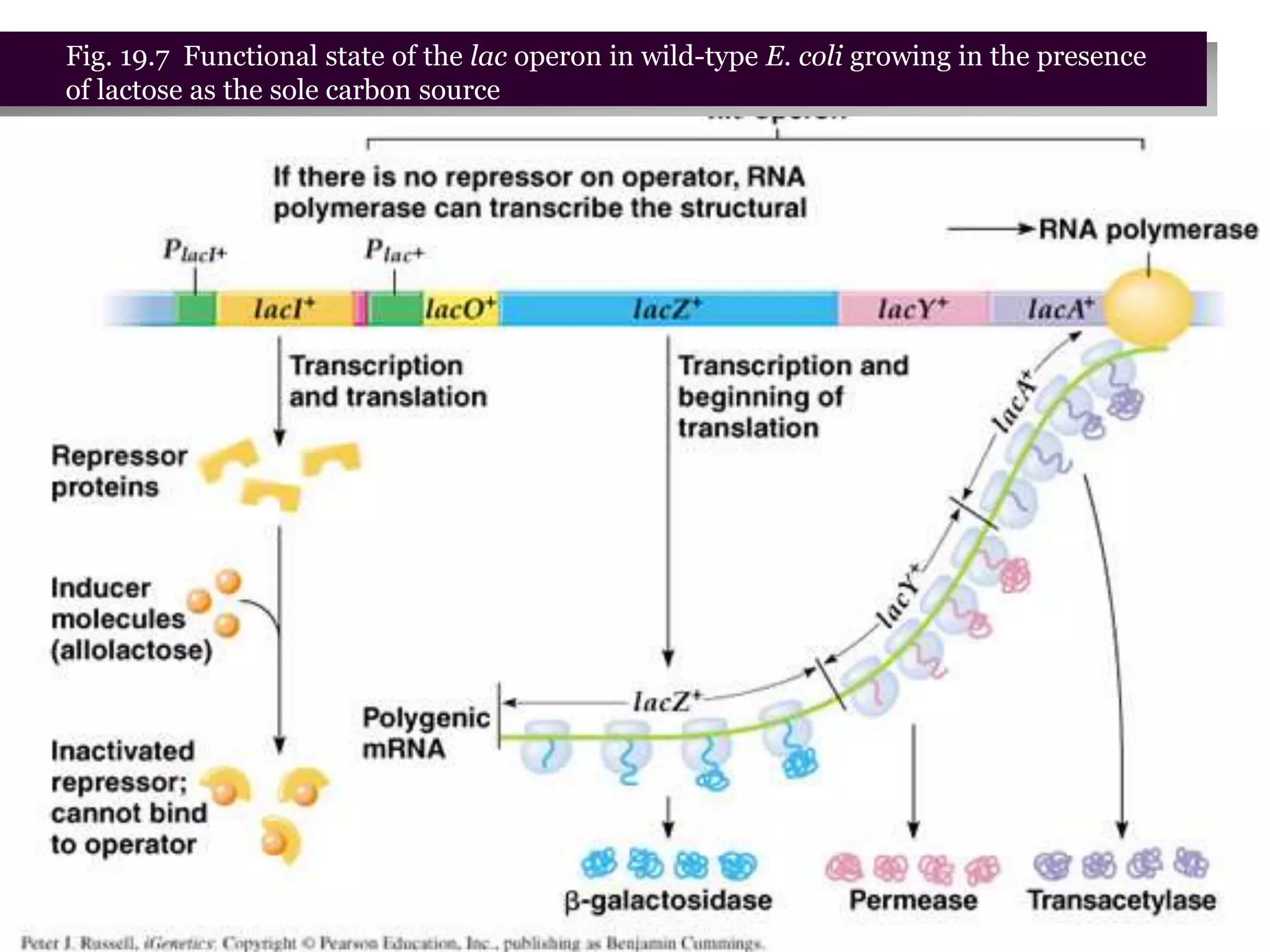 台大農藝系 遺傳學 601 20000 Chapter 19 slide 16
Fig. 19.7 Functional state of the lac operon in wild-type E. coli growing in the presence
of lactose as the sole carbon source
 