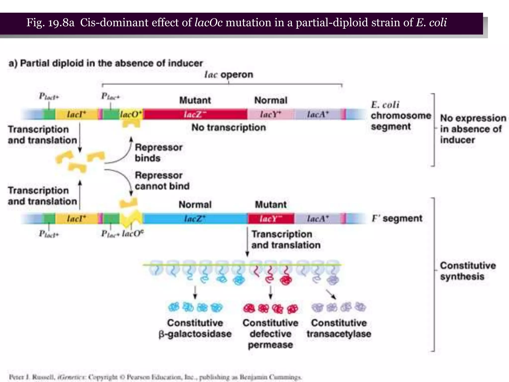 台大農藝系 遺傳學 601 20000 Chapter 19 slide 18
Fig. 19.8a Cis-dominant effect of lacOc mutation in a partial-diploid strain of E. coli
 