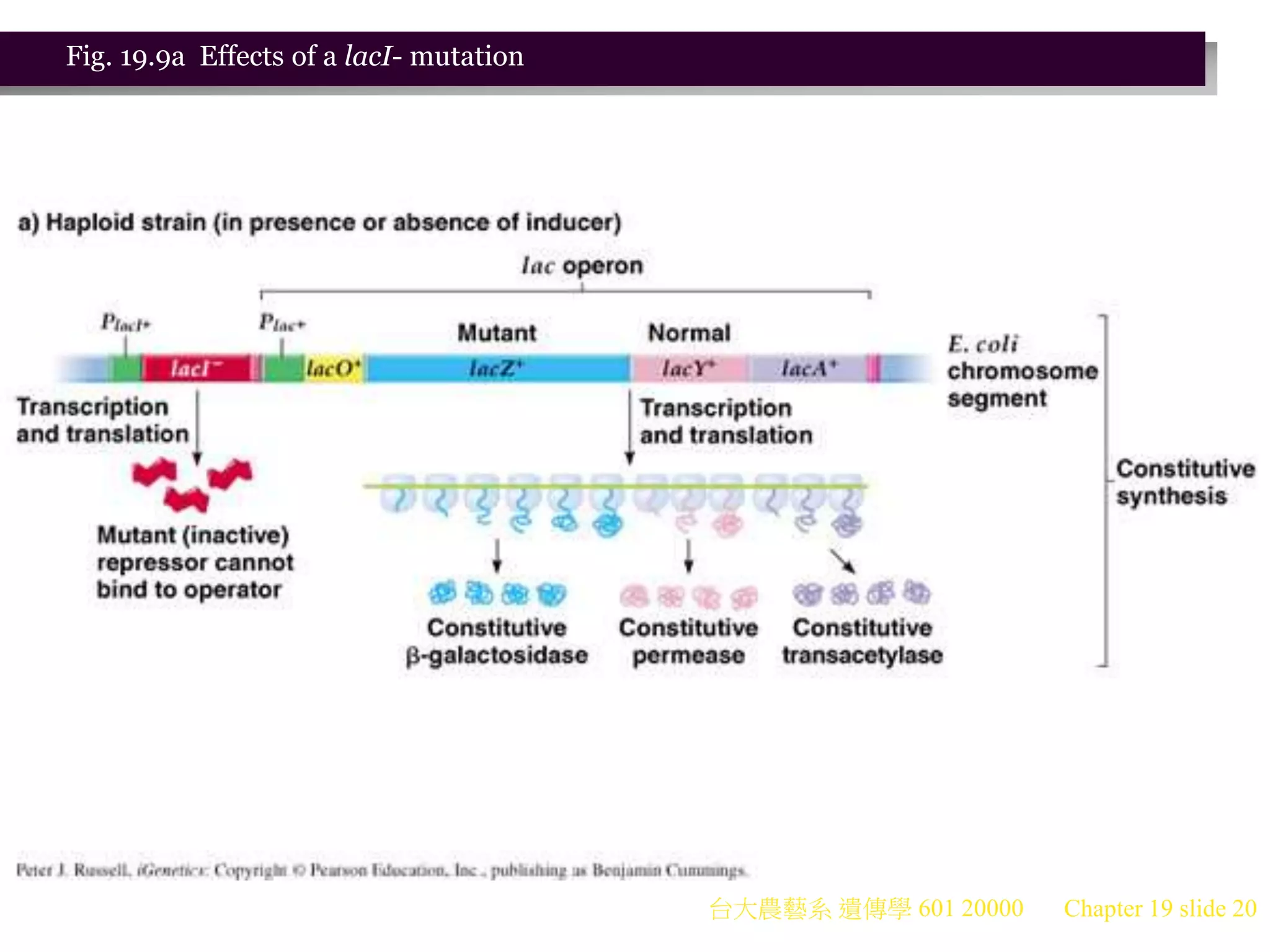 台大農藝系 遺傳學 601 20000 Chapter 19 slide 20
Fig. 19.9a Effects of a lacI- mutation
 
